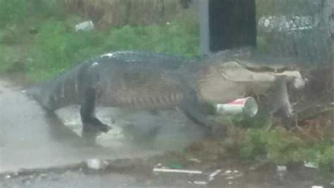 Aliigator escort  Beautiful Yellowbone, 5'3 150 lbs nice body, A-1 (Beautiful) feet 🦶